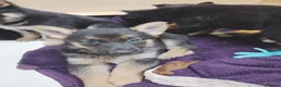 Shepsky dogs for sale: German Shepherd pups - Advert 6