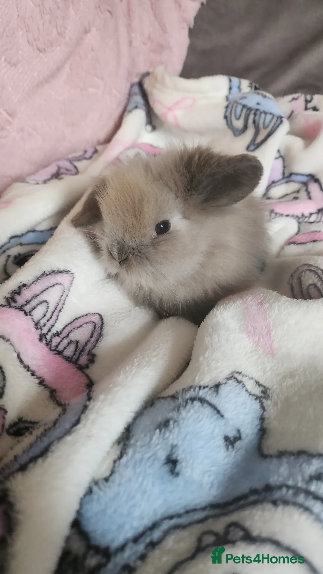 Mini Lion Lop rabbits for sale: Mini lion lops for sale in Saint Helens - Advert 5