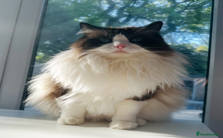 Ragdoll cats - Advert 16