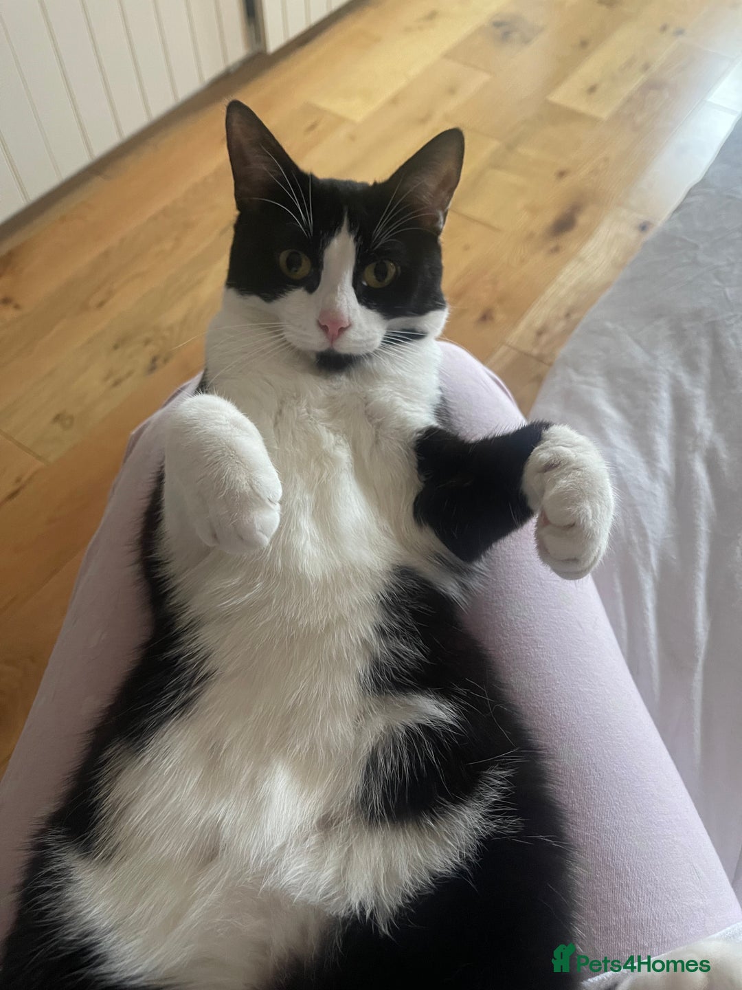 Mixed Breed cats for sale: Looking for a good home  - Image 4