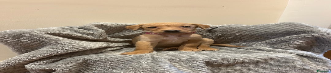Goldador Puppy 4