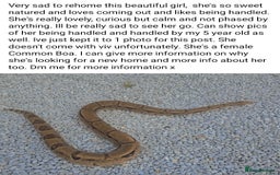 Boa Snake reptiles for sale: BOA & Crested Geckos  - Image 2