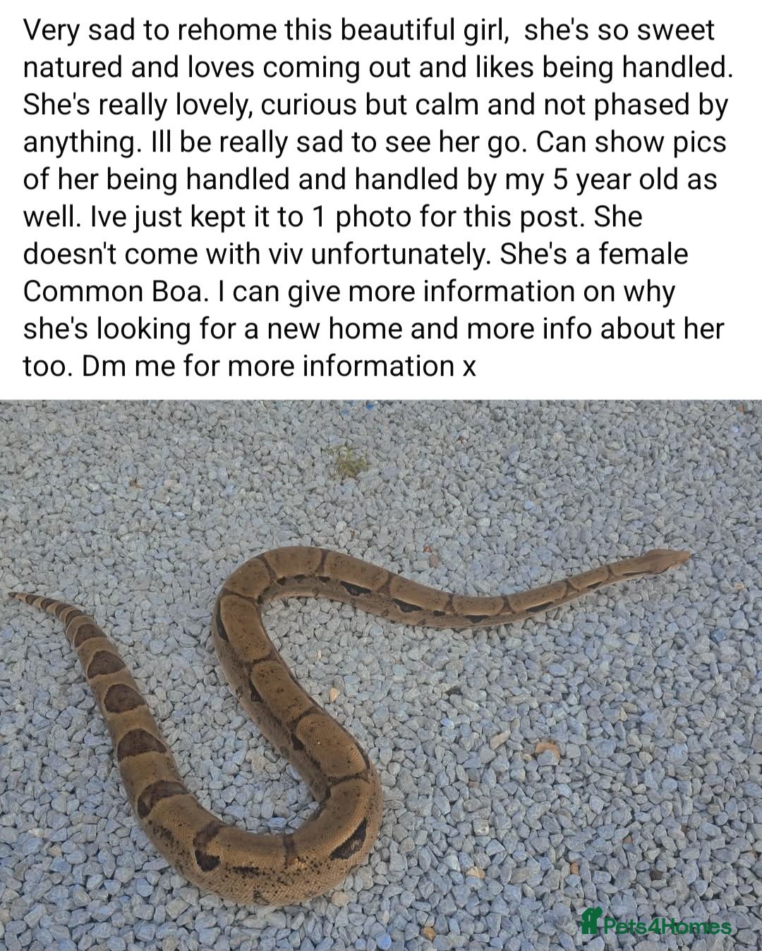 Boa Snake reptiles for sale: BOA & Crested Geckos  - Image 2