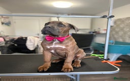 Cane Corso dogs for sale: Female cane corso  - Image 7