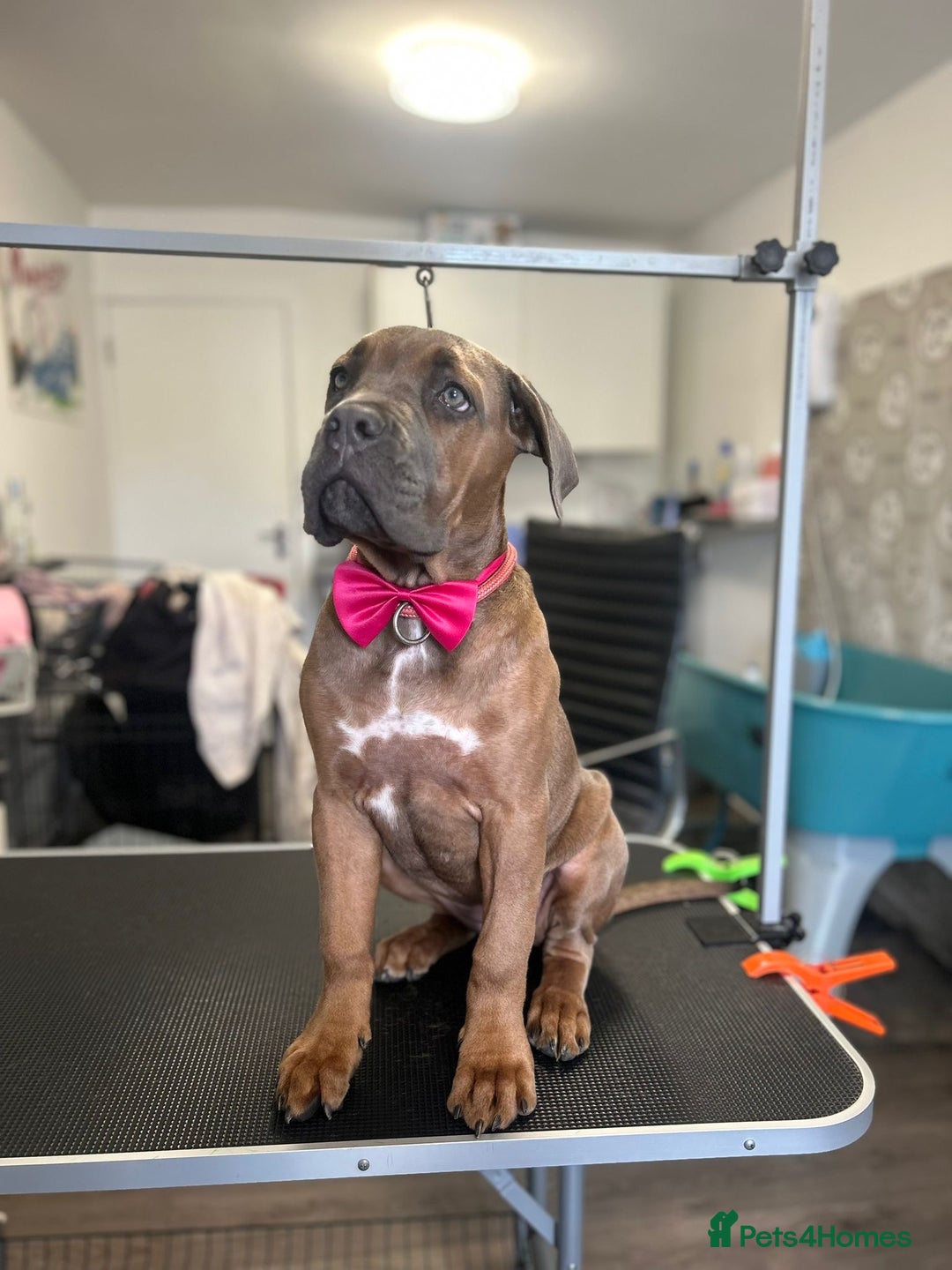 Cane Corso dogs for sale: Female cane corso  - Image 7