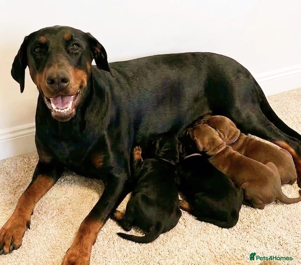 Dobermann dogs RKC Dobermann Puppies  in Rotherham - Advert 12