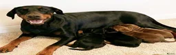Dobermann dogs for sale: RKC Dobermann Puppies  - Advert 2