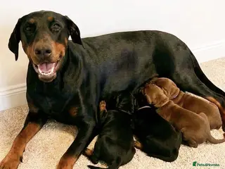 Dobermann dogs RKC Dobermann Puppies in Rotherham - Advert 2