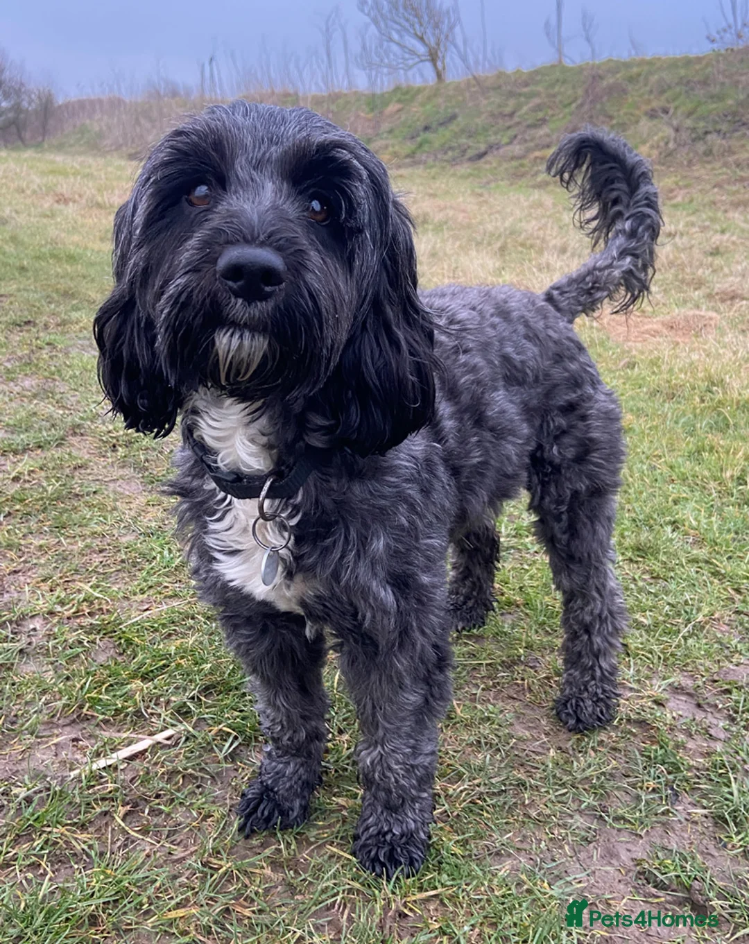 Cockapoo dogs for sale: Cockapoo Puppies for sale in Brighton - Advert 4