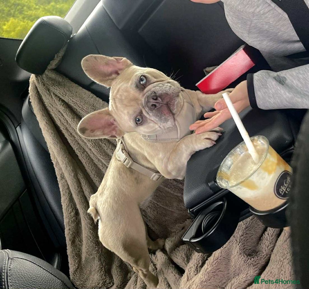 French Bulldog dogs for sale: Beautiful Girl  - Advert 3