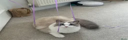 Ragdoll cats for sale: Bonded Ragdoll Sisters - Advert 4