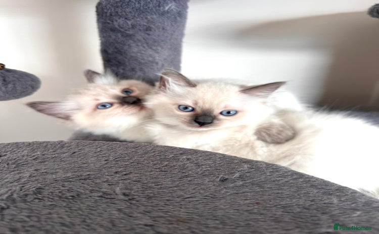 Ragdoll cats - Advert 2