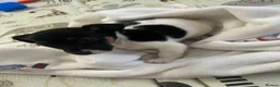 Jack Russell dogs for sale: Male Miniature Jack Russell puppy  in Llanelli - Advert 2