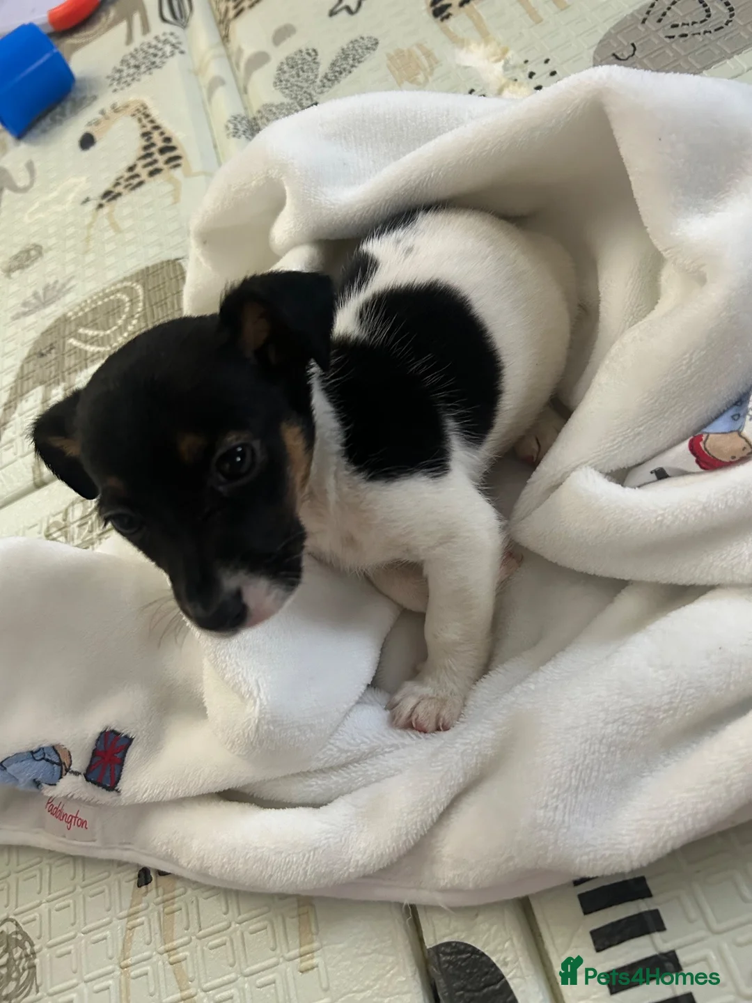 Jack Russell dogs for sale: Male Miniature Jack Russell puppy  in Llanelli - Advert 2