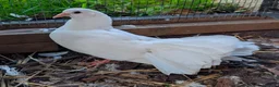 Doves birds for sale: Modena and Garden Fantail pigeons - Advert 4