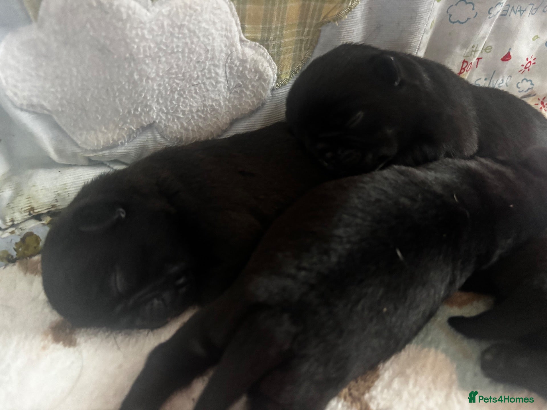 Pug dogs KC reg pug puppies Puglicious - Advert 2