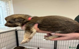 German Shepherd dogs for sale: 8 Beautiful German Shepherd kc reg pups - Image 5