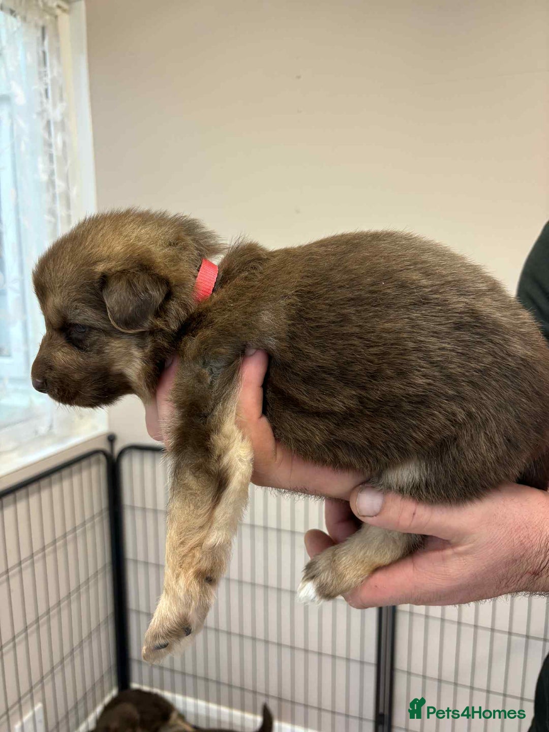 German Shepherd dogs for sale: 8 Beautiful German Shepherd kc reg pups - Image 5