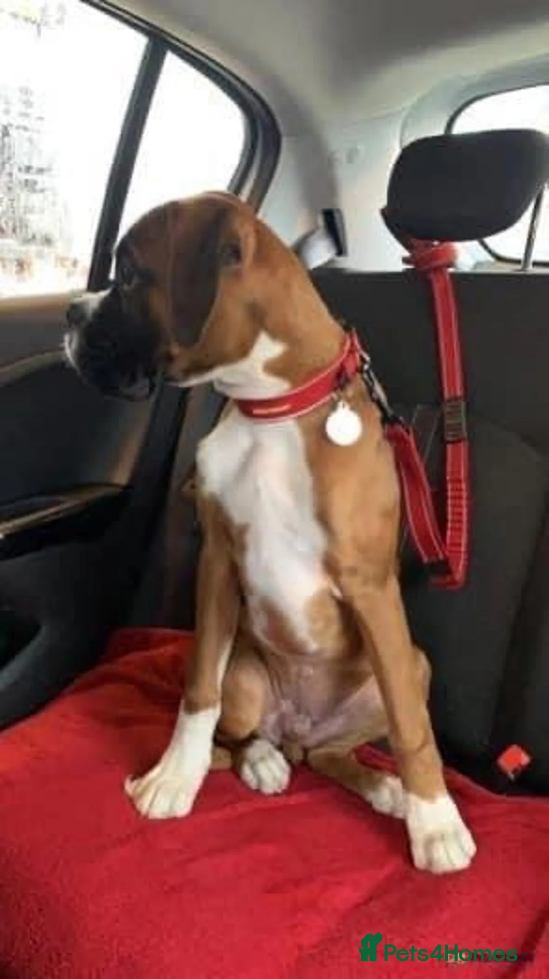 Boxer dogs for stud: PROVEN KC REGISTERED BOXER STUD - Red Flashy Male in London - Advert 9