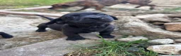 Mixed Breed dogs for sale: Beautiful puppies for sale  - Advert 5