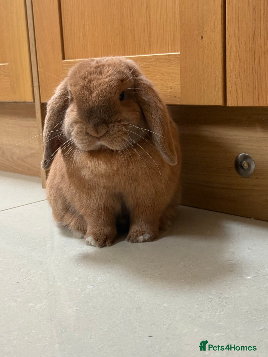 Dwarf Lop rabbits for sale: 1 year 4 month old Male Rabbit for sale  - Advert 3
