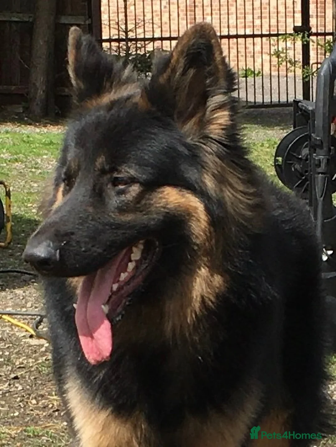 German Shepherd dogs for stud: KC Reg Shadow fully Health Tested at stud in Wisbech - Advert 15