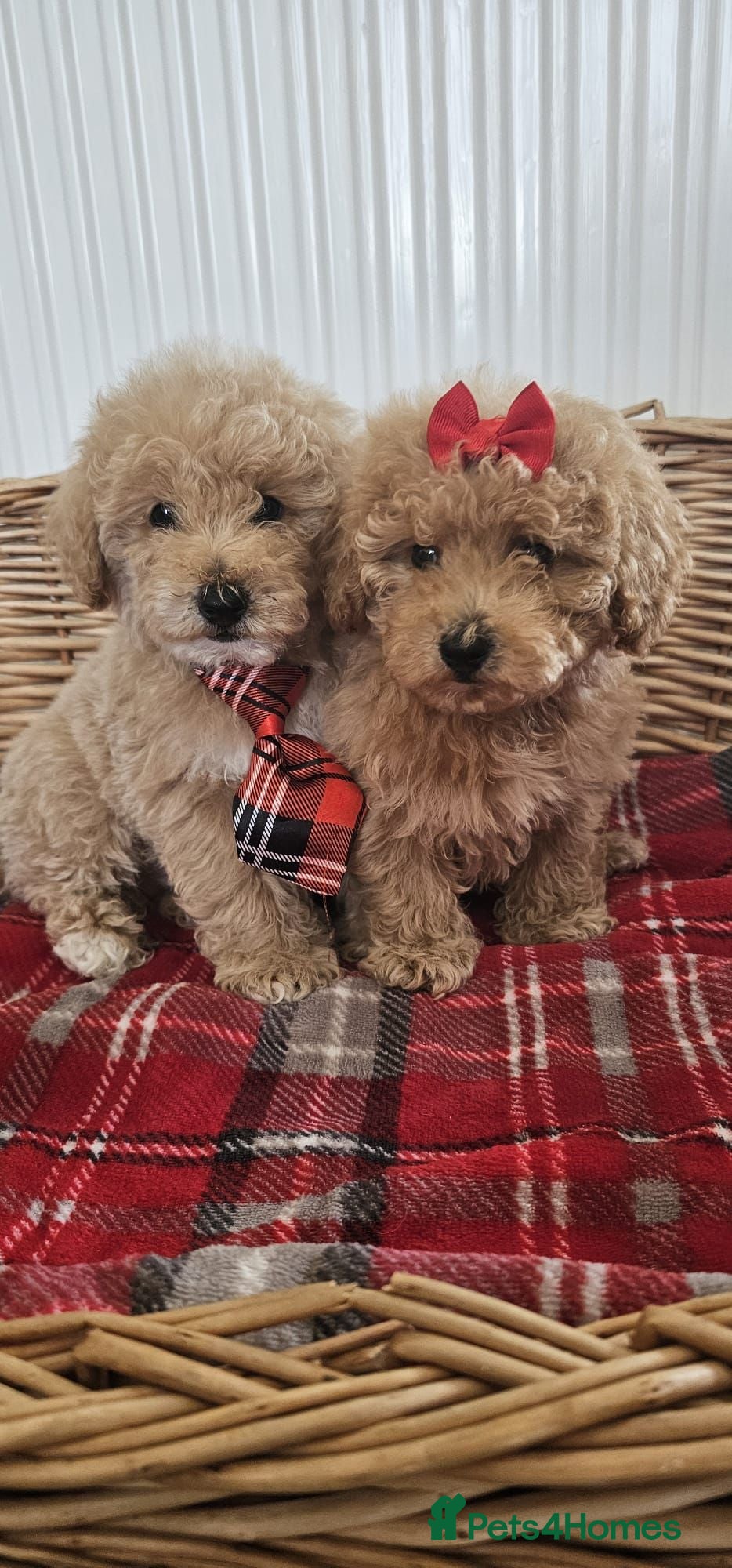 Cavapoo dogs Beautiful cavapoo puppies  - Advert 2