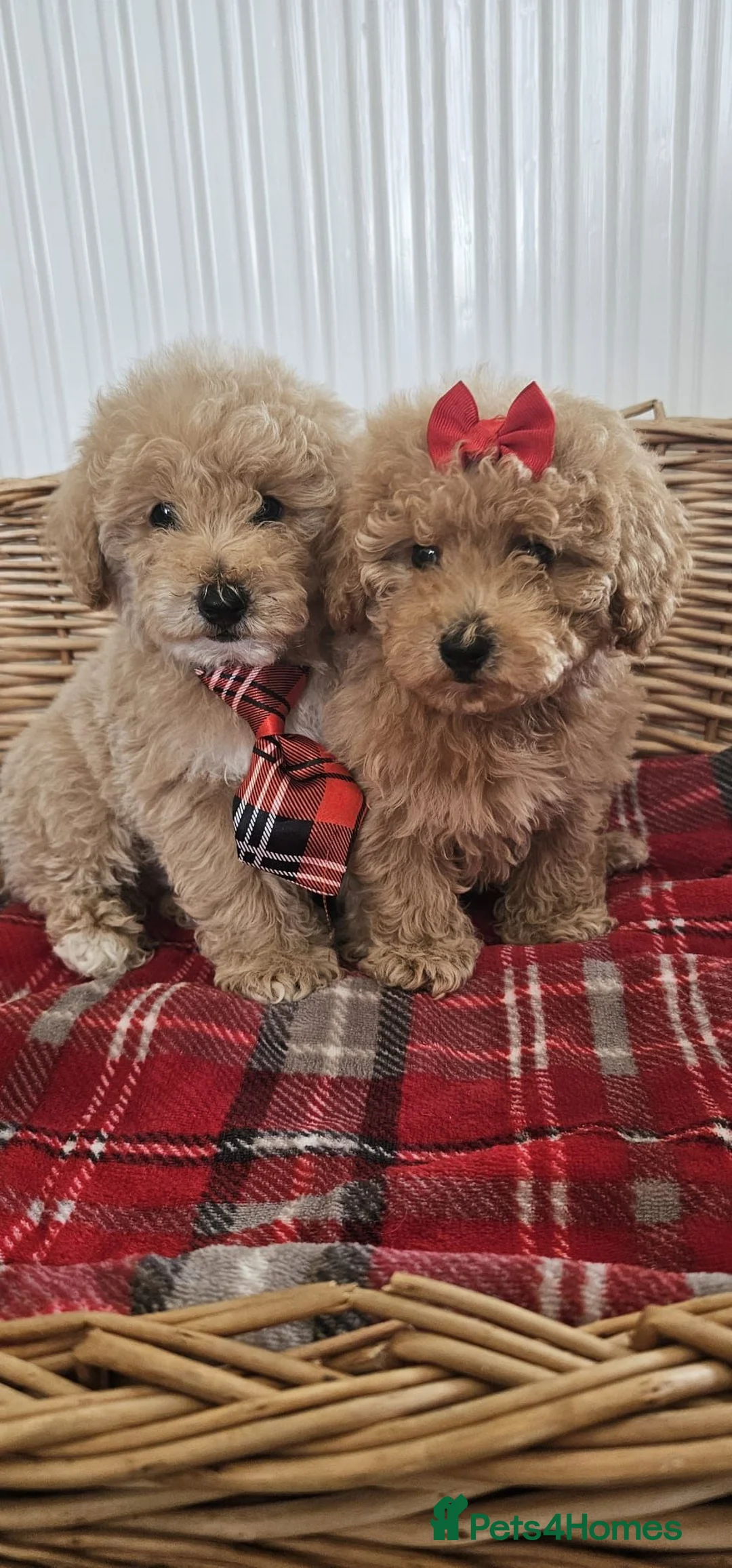 Cavapoo dogs for sale: Beautiful cavapoo puppies  - Advert 1