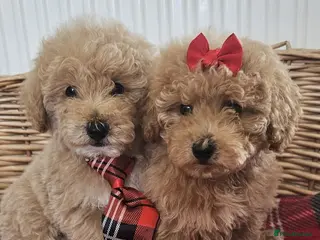 Cavapoo dogs Vet checked toy cavapoos ready now - Advert 2