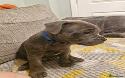 Staffordshire Bull Terrier dogs for sale: Blue Staffordshire Bull Terrier Puppies in Street - Image 18