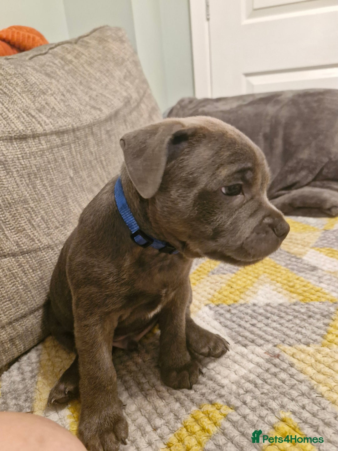 Staffordshire Bull Terrier dogs for sale: Blue Staffordshire Bull Terrier Puppies in Street - Image 18