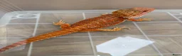 Bearded Dragon reptiles for sale: Last stunning bearded dragon - ready to leave!  - Advert 4