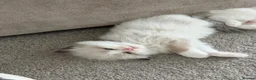 Ragdoll cats for sale: 2 Seal Bicolor Ragdoll Kitten for sale - Advert 2