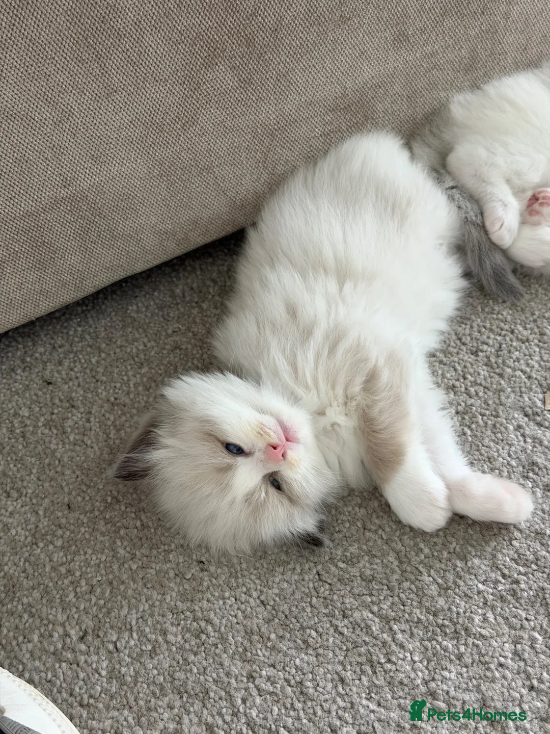 Ragdoll cats for sale: 2 Seal Bicolor Ragdoll Kitten for sale - Advert 2