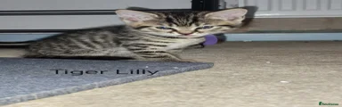 Tigar illy