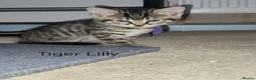 Domestic Shorthair cats for sale: 8 mixed breed kittens for sale in Huddersfield - Advert 12