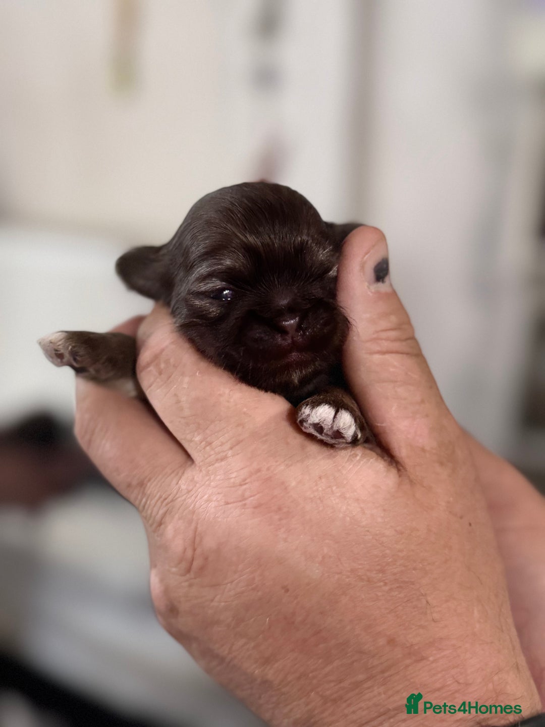 Shih Tzu dogs for sale: KC Registered Imp Shihtzu pups - Image 9
