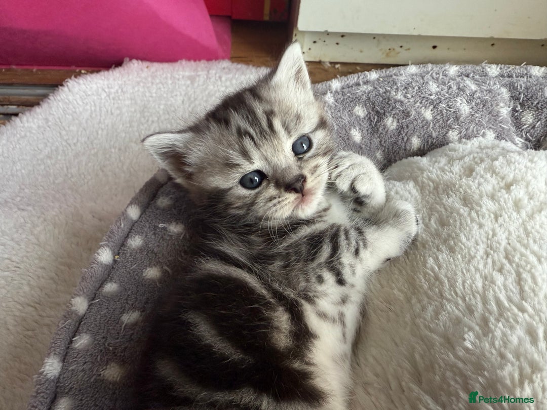 British Shorthair cats for sale: GCCF Rare Show Quality BSH Silver Tabby Kittens - Image 4