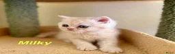 Exotic cats for sale: Beautiful Persian Exotic Kittens - Advert 4