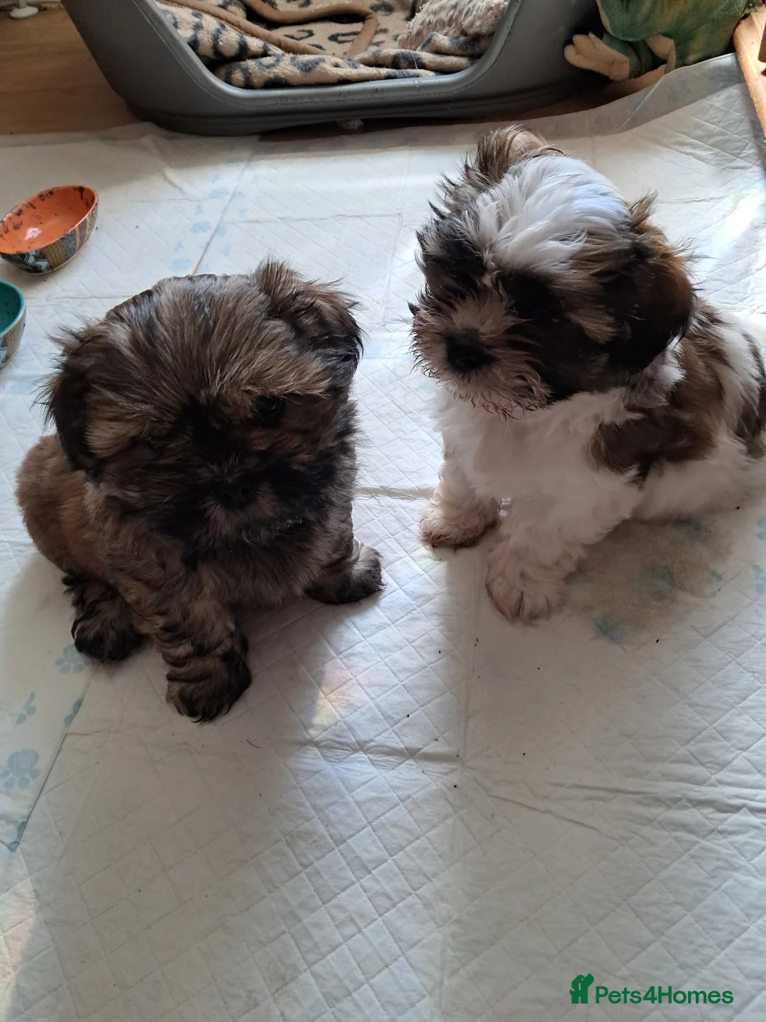 Malshi dogs for sale: Malshi 2 boys puppies - Advert 2