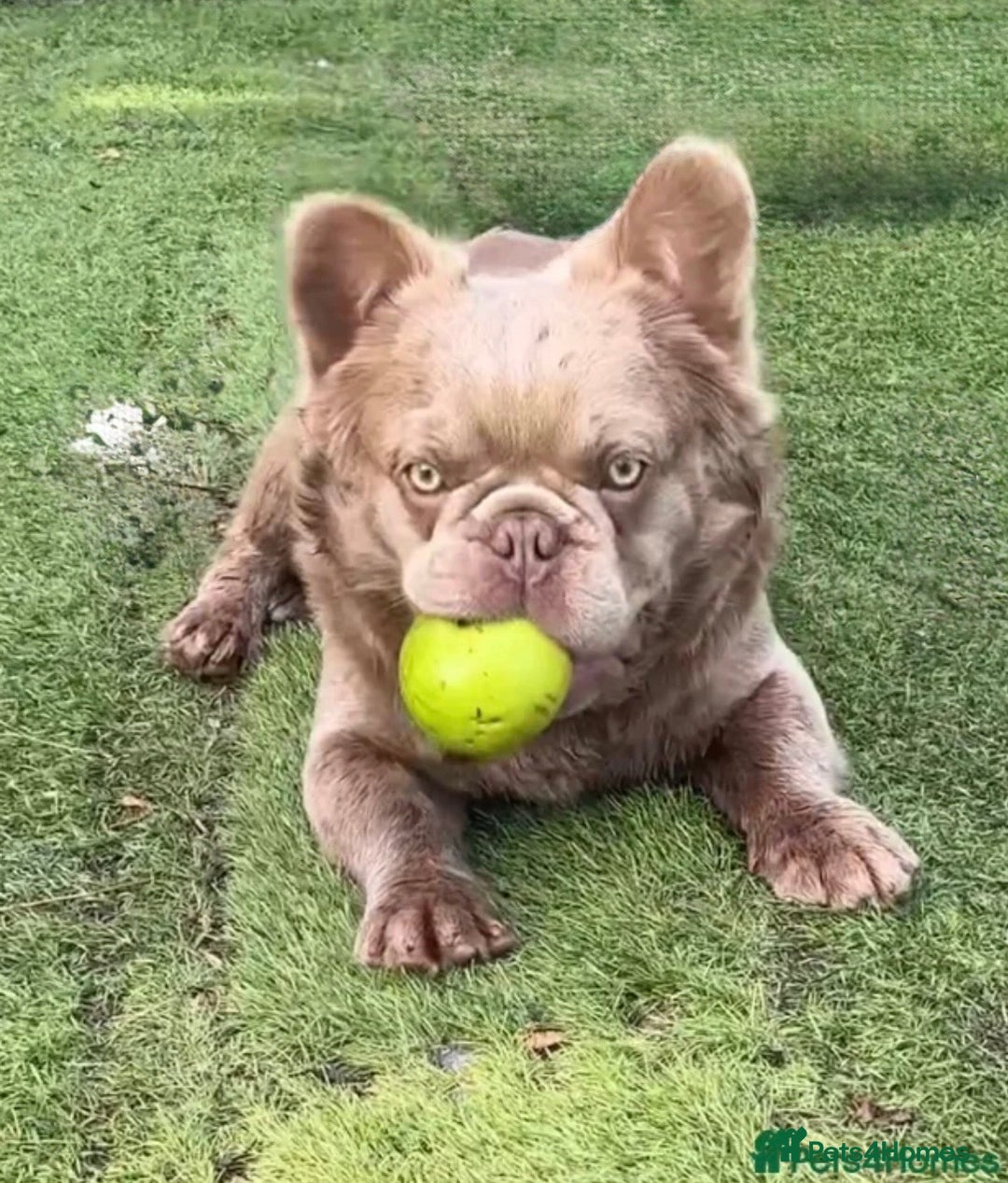 French Bulldog dogs for sale: Fluffy French bulldog Orion almost 2 years old - Advert 2