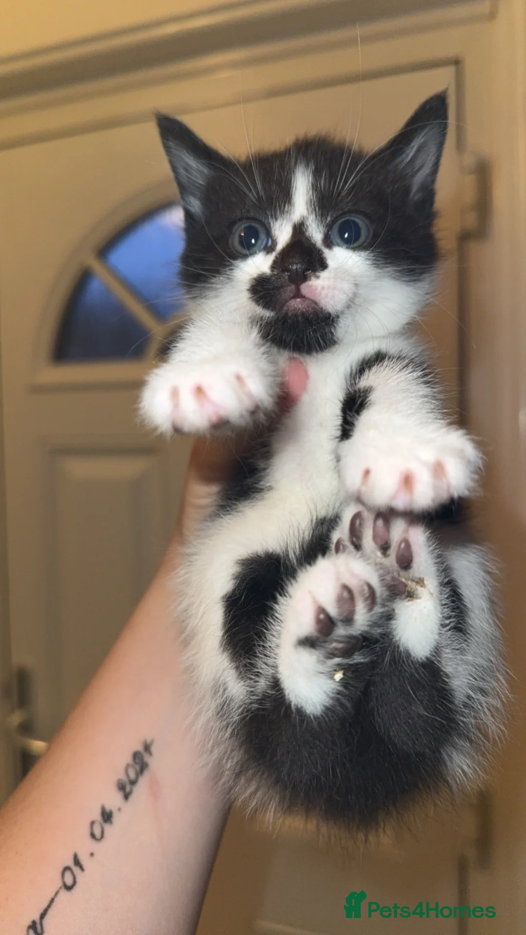 British Shorthair cats for sale: Stunning British Kittens - Advert 11