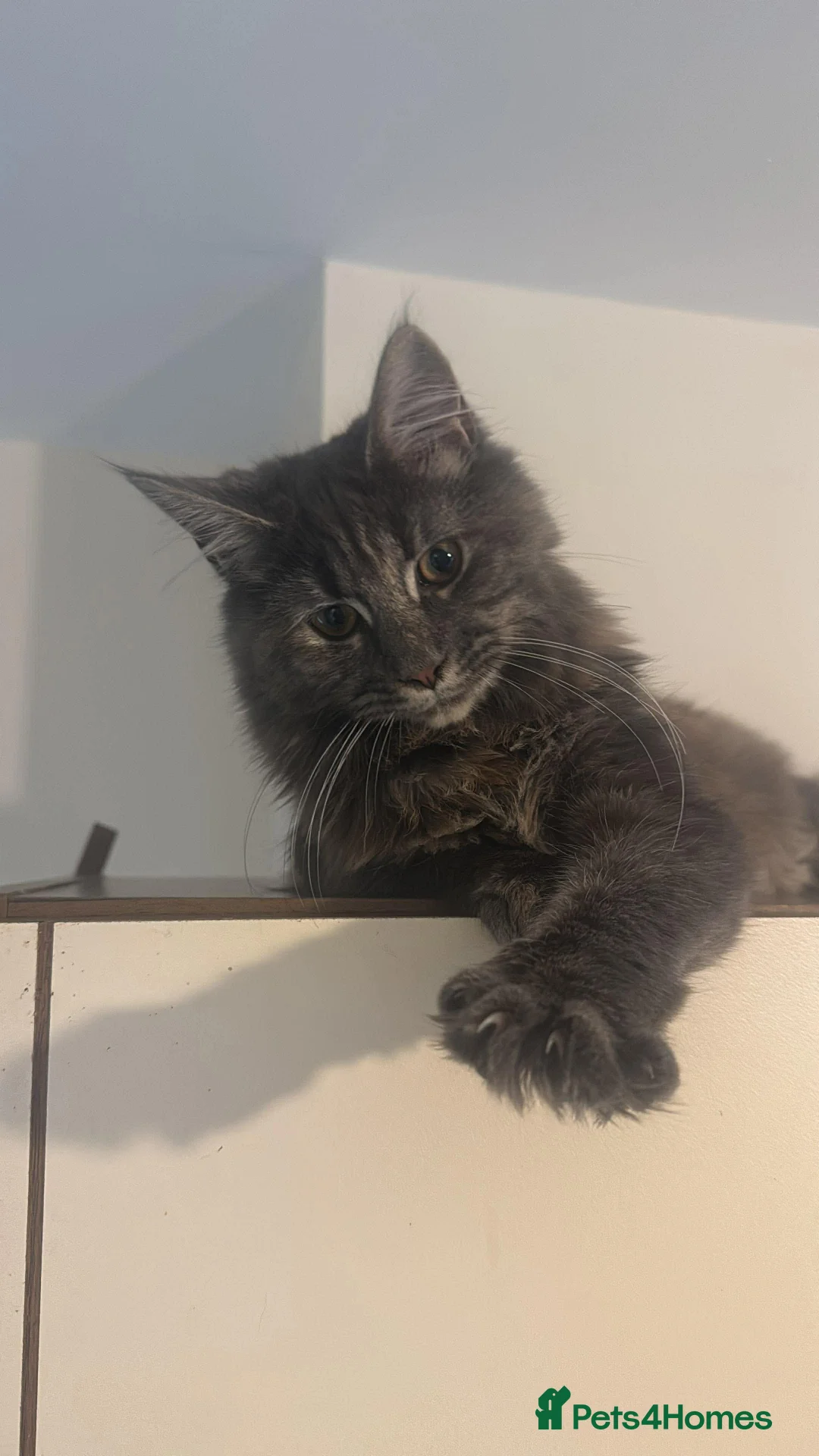 Maine Coon cats for sale: “Reduced*Gorgeous pedigree Maine coon kittens  - Advert 5