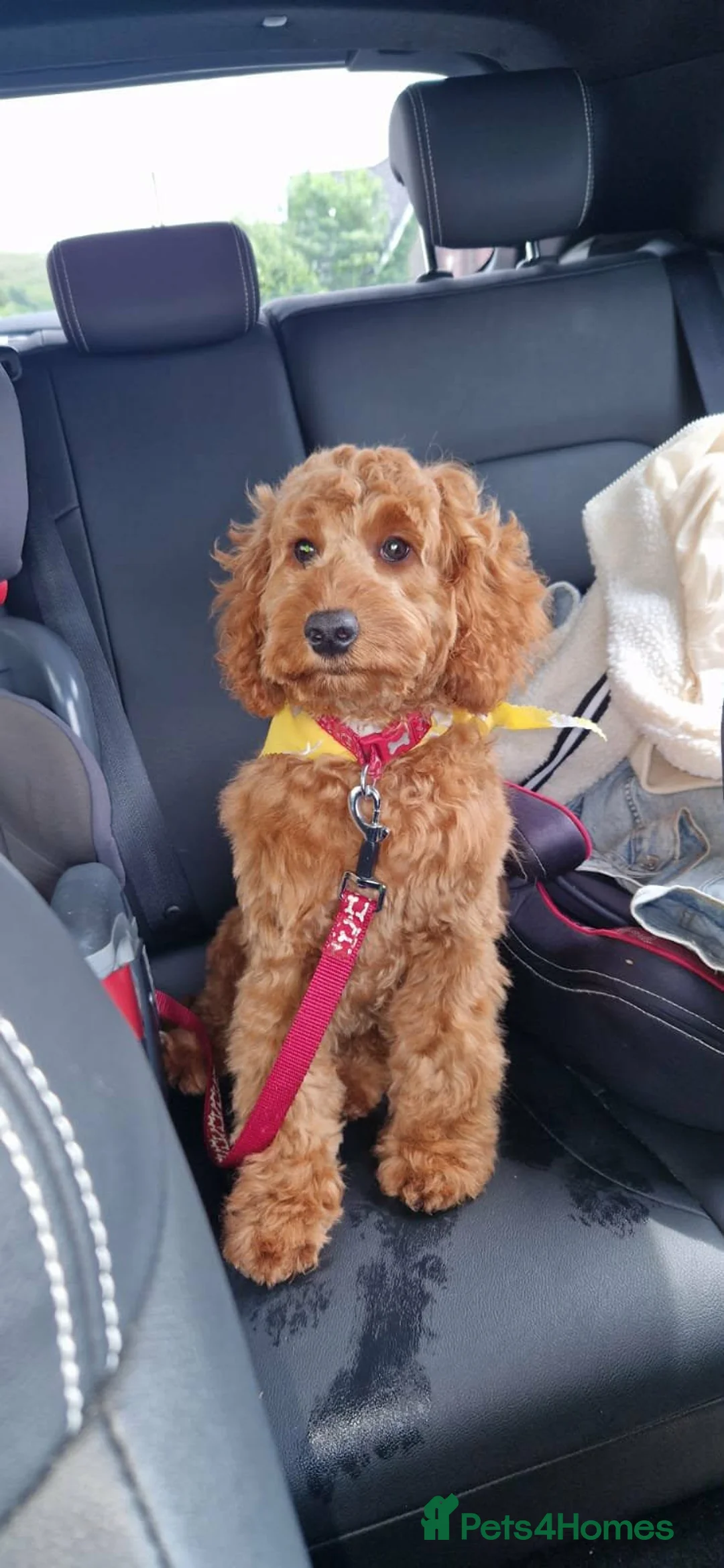 Cockapoo dogs for sale: Cockapoo  - Advert 1