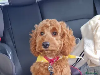 Cockapoo dogs Cockapoo - Advert 8