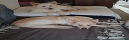 Mixed Breed dogs for sale: White Shepherd Puppies - Advert 7