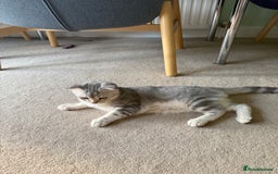 Scottish Fold cats for sale: British Shorthair and Scottish Fold - Image 19
