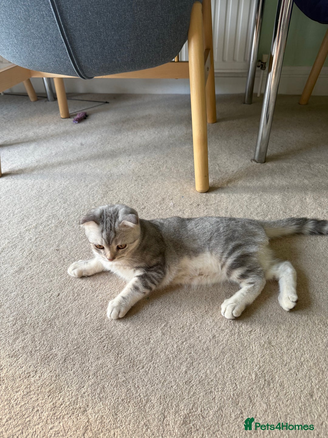 Scottish Fold cats for sale: British Shorthair and Scottish Fold - Image 19