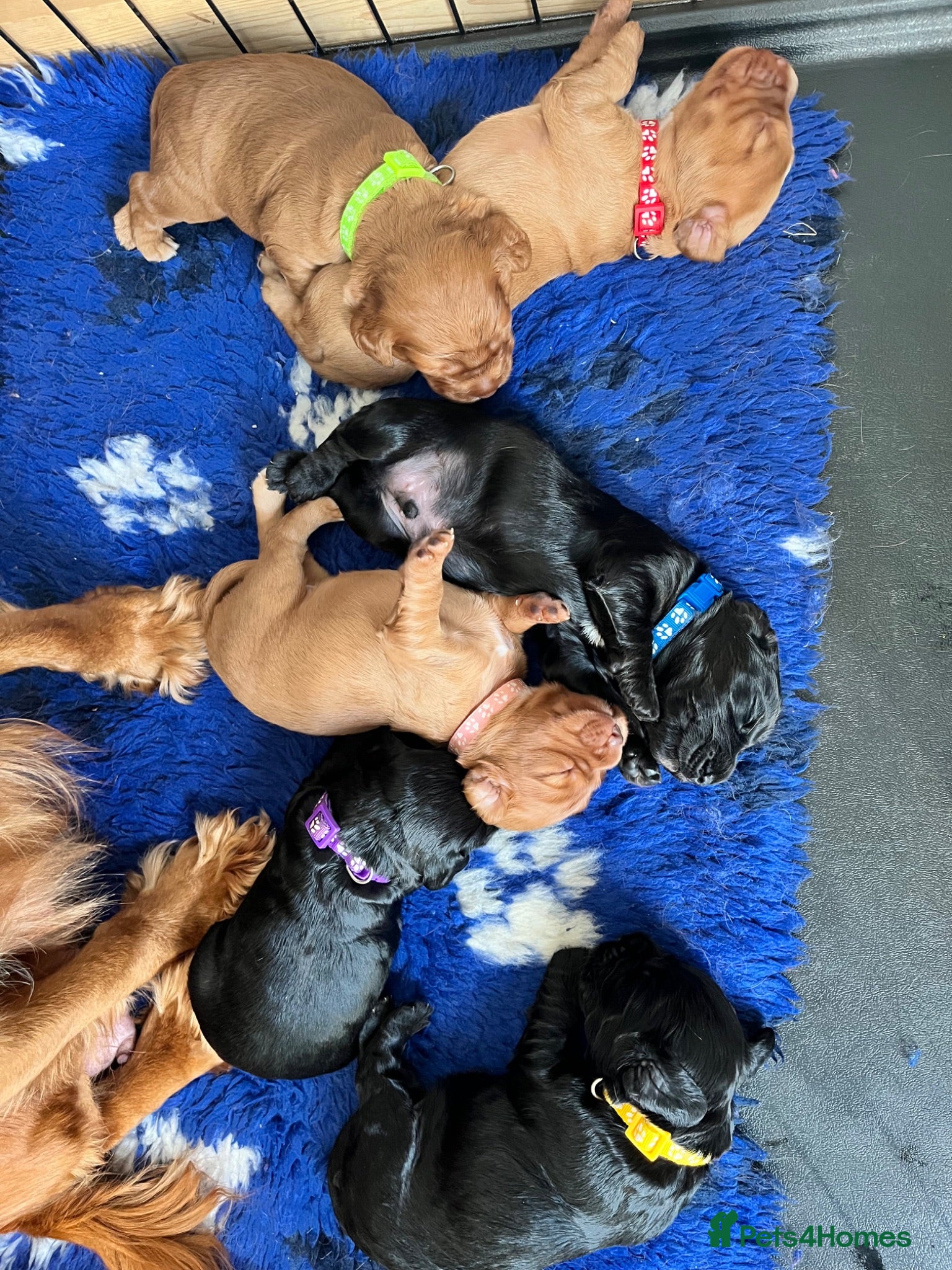 Cocker Spaniel dogs Gorgeous working cocker puppies  - Advert 1