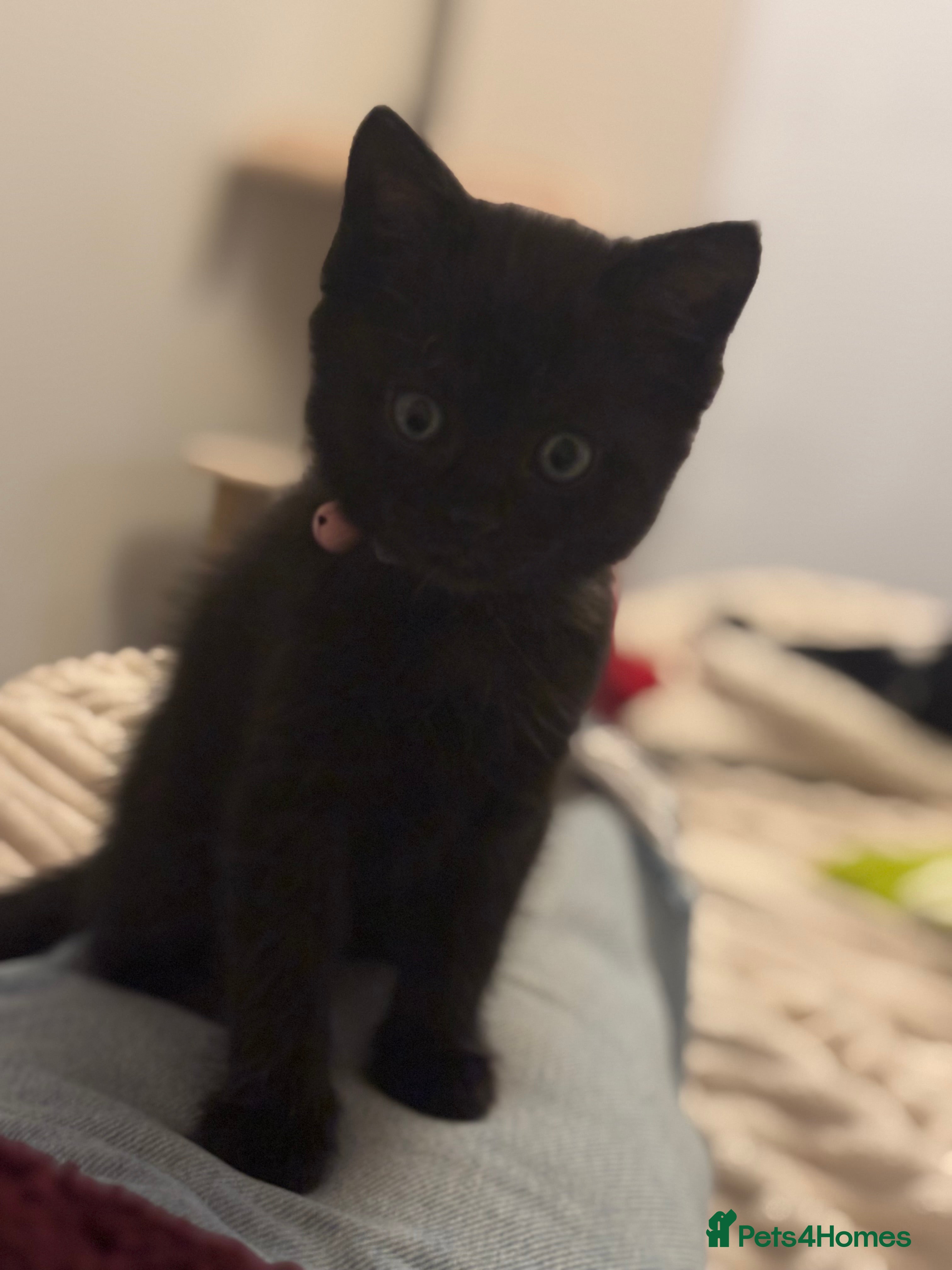 Mixed Breed cats Ragdoll x kitten for sale  - Advert 1